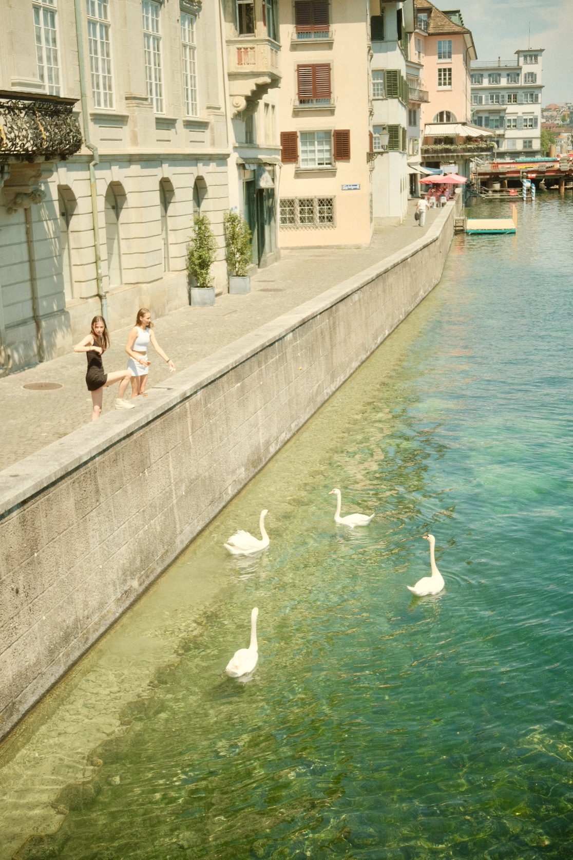 Swans gliding along the Limmat river beside Zurich's old town buildings.