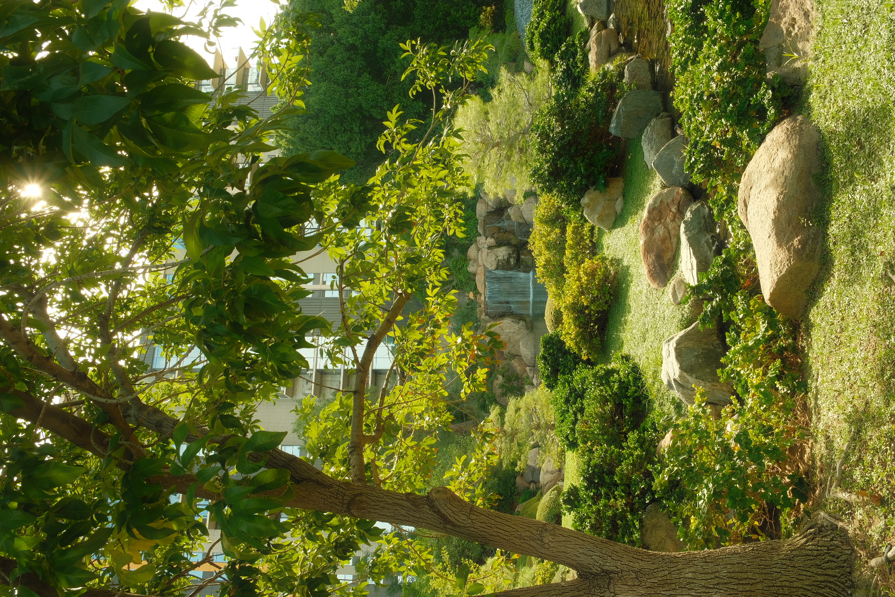 Sunlit trees and a boulder-lined water feature in a desert resort garden in Arizona.